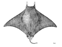 Image of Mobula rochebrunei (Lesser Guinean devil ray)