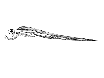 Image of Monognathus taningi 