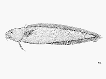 Image of Muraenolepis microps (Smalleye moray cod)