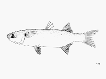 Image of Mugil trichodon (Fantail mullet)