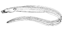 Image of Myrophis platyrhynchus (Broadnose worm eel)
