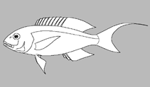 Image of Nemipterus sugillatus ( Bluecheek threadfin bream)
