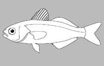 Image of Psenes sio (Twospine driftfish)