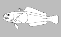 Image of Gvozdarus svetovidovi (Naked-head toothfish)