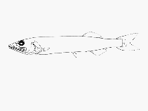 Image of Narcetes stomias (Blackhead salmon)