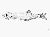 Image of Neoopisthopterus cubanus (Cuban longfin herring)