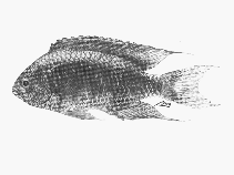 Image of Neopomacentrus fallax (Violet damsel)