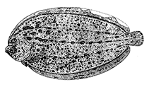 Image of Neoachiropsetta milfordi (Finless flounder)