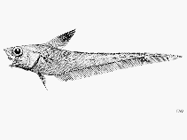 Image of Nezumia orbitalis (Spectacled grenadier)
