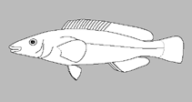 Image of Odax cyanoallix (Bluefinned butterfish)