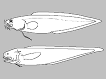 Image of Ophidion lagochila (Harelip cusk)