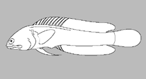 Image of Stalix histrio (Harlequin jawfish)