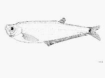 Image of Odontognathus compressus (Caribbean longfin herring)