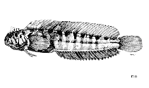 Image of Omobranchus mekranensis (Mekran blenny)