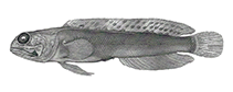 Image of Opistognathus nothus 