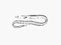 Image of Ophichthus unicolor (Plain snake-eel)