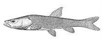 Image of Oreoleuciscus angusticephalus (Narrow-headed Altai osman)