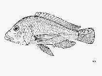 Image of Oreochromis chungruruensis (Kiungululu tilapia)