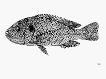 Image of Oreochromis lidole (Lidole)