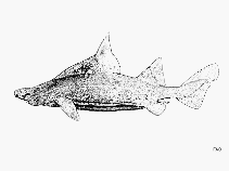 Image of Oxynotus bruniensis (Prickly dogfish)