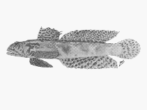Image of Oxyurichthys lemayi (Lace goby)