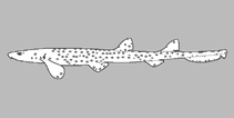 Image of Parascyllium elongatum (Elongate carpet shark)