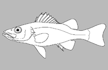 Image of Bostockia porosa (Nightfish)