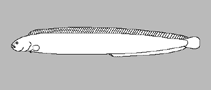 Pholidae