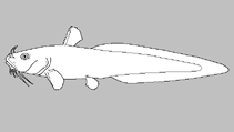 Image of Anodontiglanis dahli (Toothless catfish)