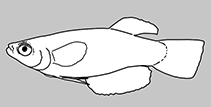 Image of Hypsopanchax jubbi (Southern deepbody)