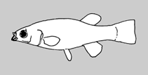 Image of Profundulus parentiae (Parenti’s killifish)