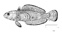Image of Pagothenia brachysoma (Stocky rockcod)