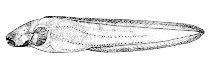Image of Pachycara gymninium (Nakednape eelpout)