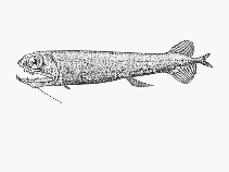 Image of Pachystomias microdon (Smalltooth dragonfish)