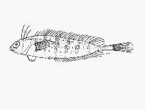 Image of Pavoclinus myae (Mya\