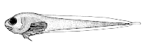 Image of Lipariscus nanus (Pygmy snailfish)