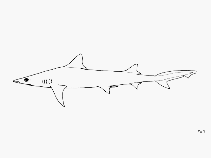 Image of Paragaleus pectoralis (Atlantic weasel shark)