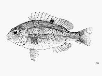 Image of Parascolopsis rufomaculata (Yellowband monocle bream)