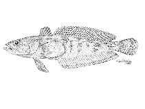 Image of Patagonotothen tessellata (Black southern cod)