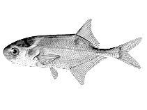 Image of Petrocephalus christyi 