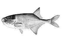 Image of Petrocephalus simus 