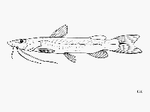 Image of Phyllonemus filinemus 