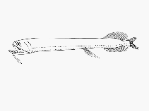 Image of Photonectes parvimanus (Fleshyfin dragonfish)