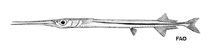 Image of Platybelone argalus (Keeltail needlefish)