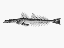 Image of Platycephalus grandispinis (Longspine flathead)