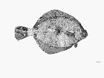Image of Pleuronichthys ritteri (Spotted turbot)