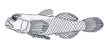 Image of Pleurosicya spongicola (Sponge ghostgoby)