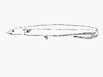 Image of Polyacanthonotus africanus 
