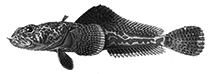 Image of Pogonophryne barsukovi (Stubbeard plunderfish)