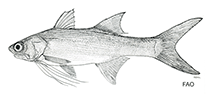 Image of Polydactylus bifurcus (Slender fivefinger threadfin)
